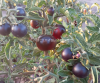 Микрогном Чернильница (Inkspot Micro Dwarf)