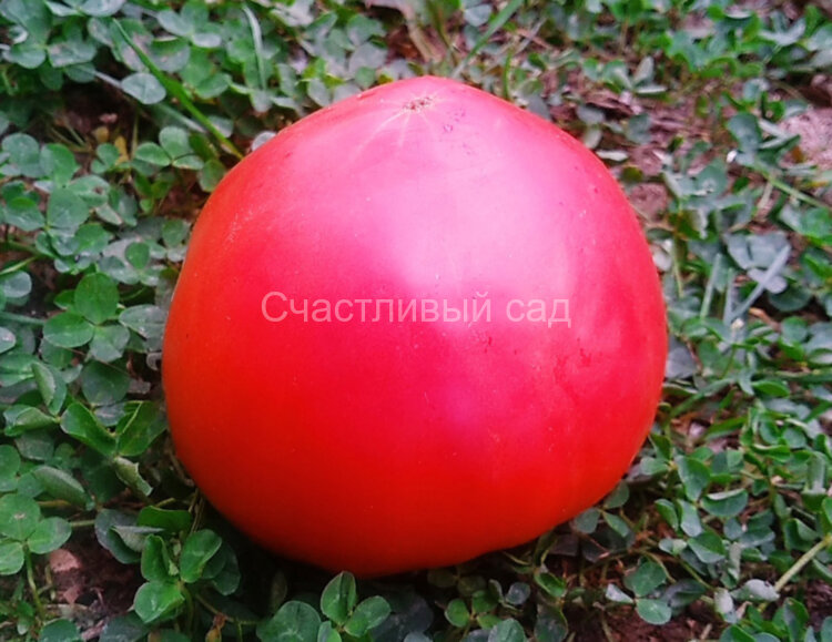 Церковь (Church)