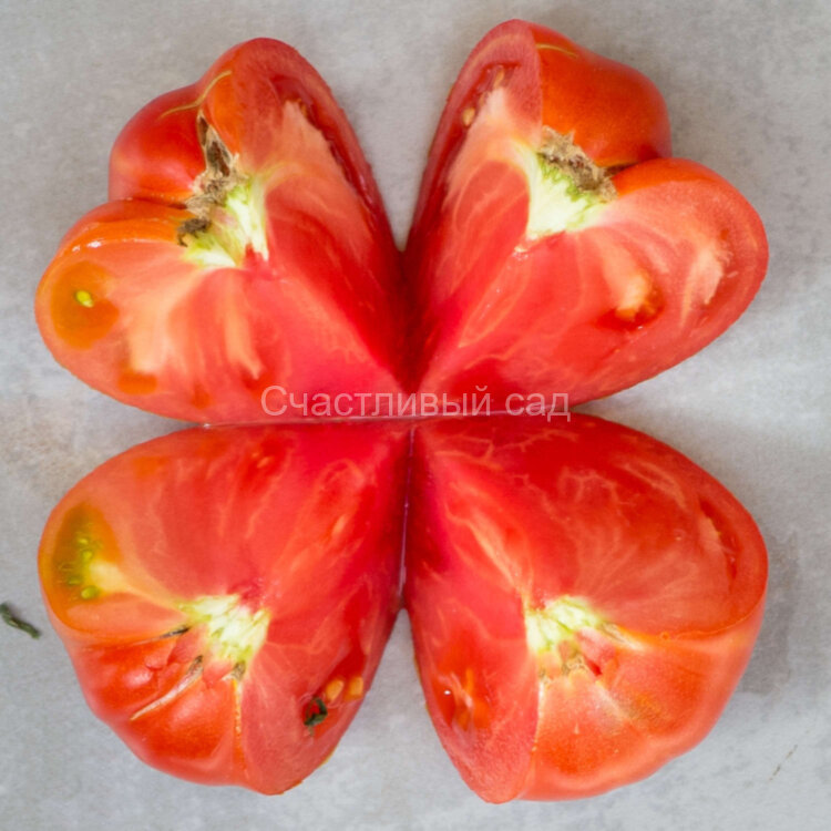 Woodland's Giant (Лесной гигант, Гигантский лес)