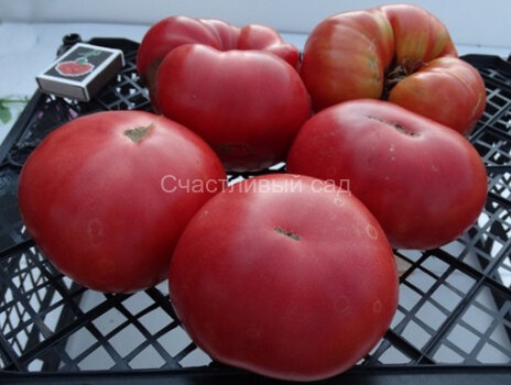 Колхозная королева розовая