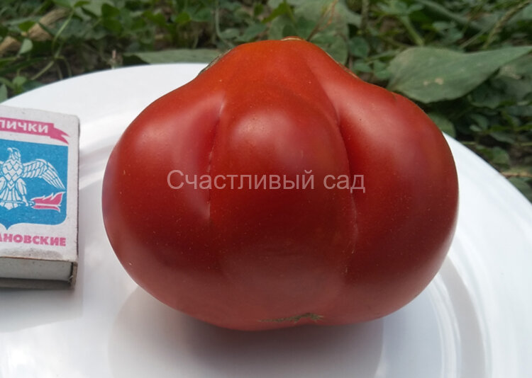 Красный кошелек (Sakiewka Czerwona)