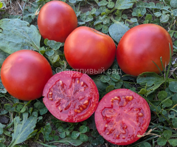 Венец Венец