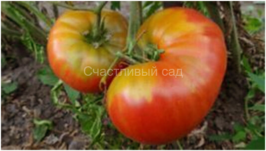 Русский размер красный