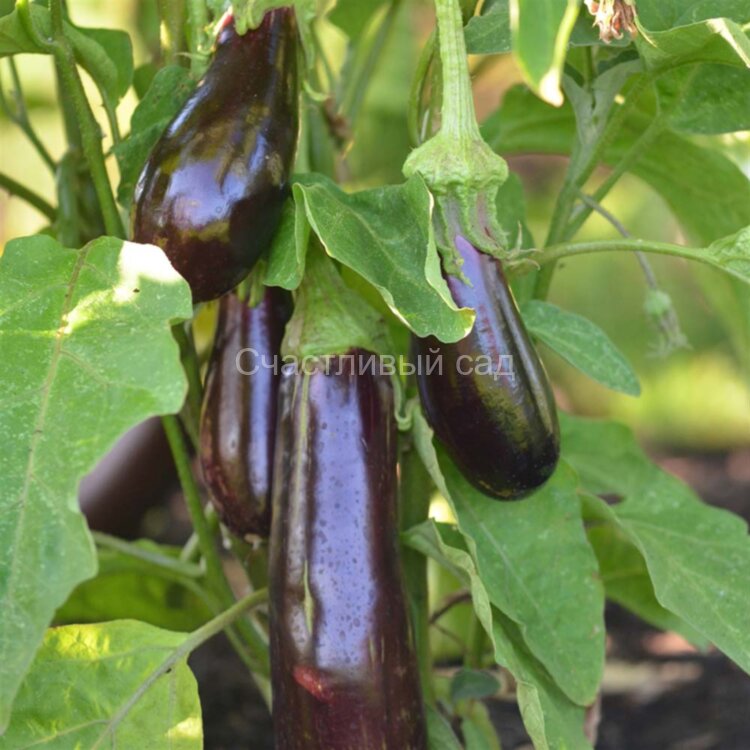 Баклажан Violetta Lunga (Виолетта Лунга) Баклажан Violetta Lunga (Виолетта Лунга)