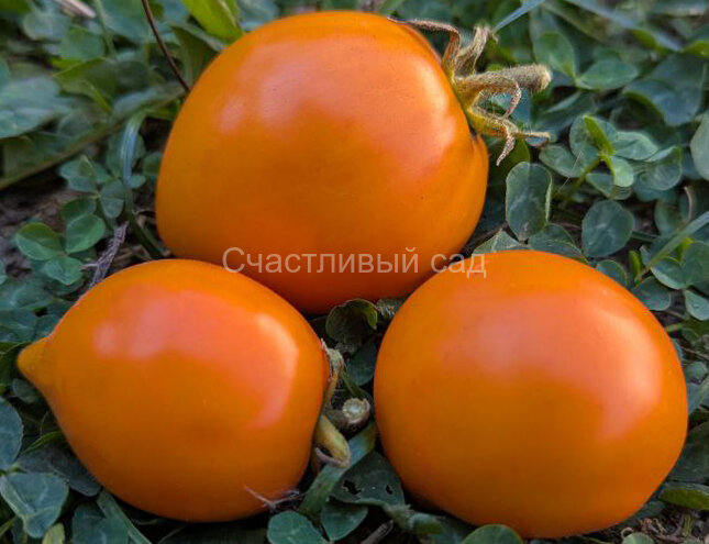 Dwarf Orange Perfection Pesak's (Гном Оранжевое Совершенство Песака) Dwarf Orange Perfection Pesak's (Гном Оранжевое Совершенство Песака)