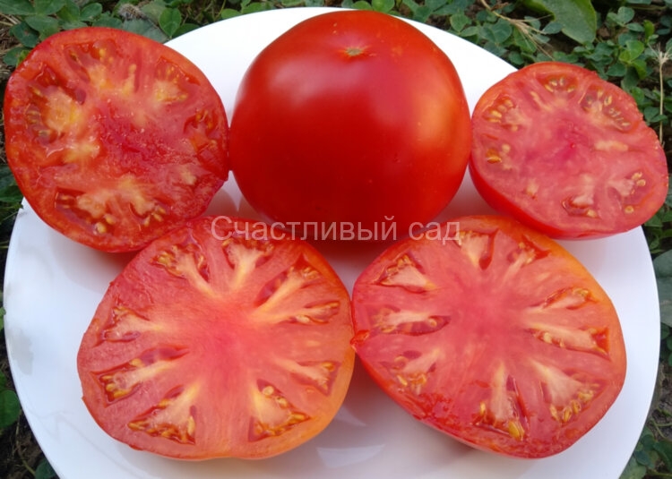 Zdravene de bacan (Здравене де Бакан)