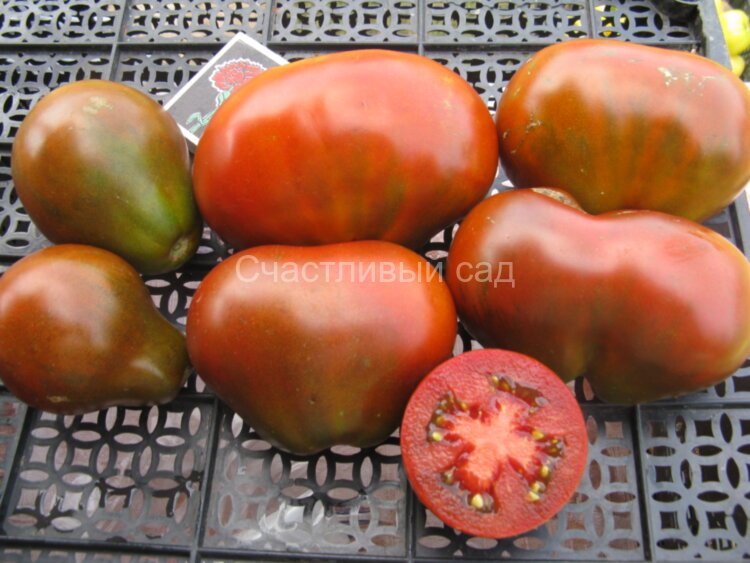 Трюфель черный