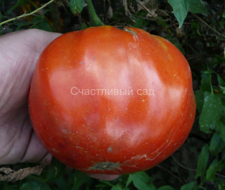 Безразмерный