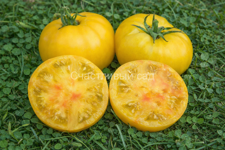 Dwarf Summer Sunrise (Гном Летний Рассвет)