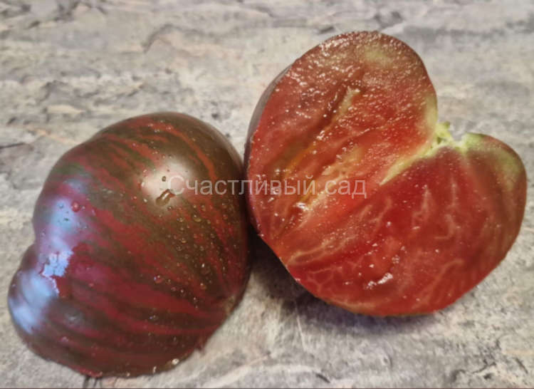 Dwarf Purple Rain (Гном Фиолетовый дождь)