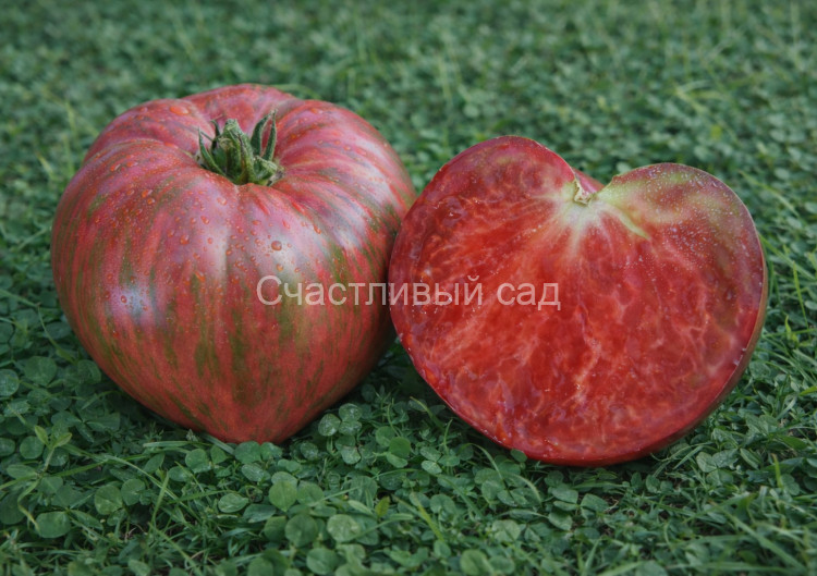 Dwarf Purple Rain (Гном Фиолетовый дождь) Dwarf Purple Rain (Гном Фиолетовый дождь)