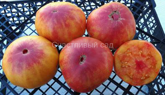 Orange Orangutan (Оранжевый Орангутанг)