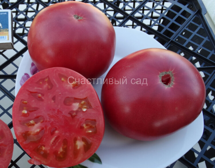 Липецкий розовый