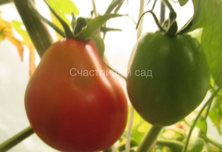 Фиолетово-малиновая баска