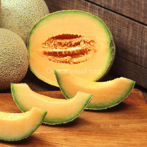 Дыня Yubari (Хоккайдо Хихара)