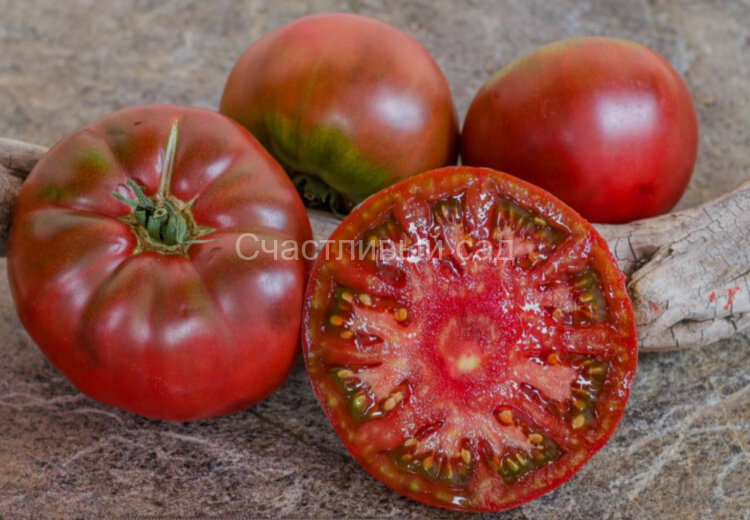 Grosse Bordeau (Гросс Бордо, Большой бордовый)