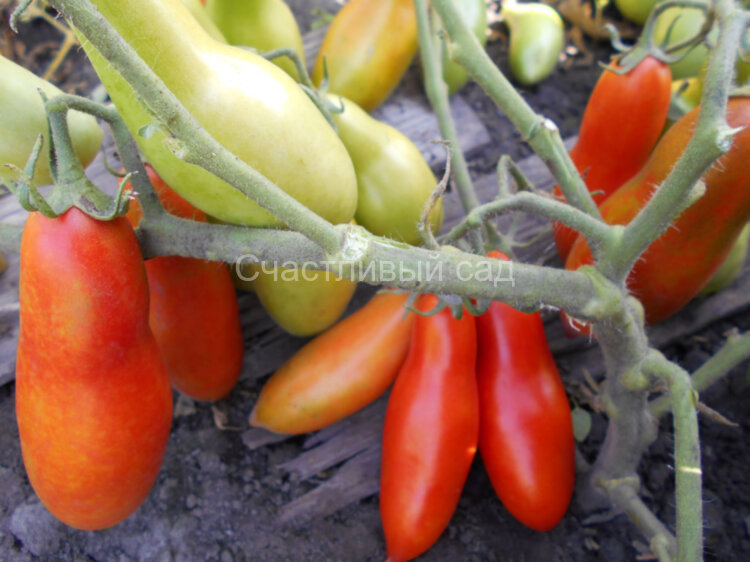 Банан красный