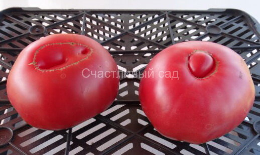 Башкирский красавец