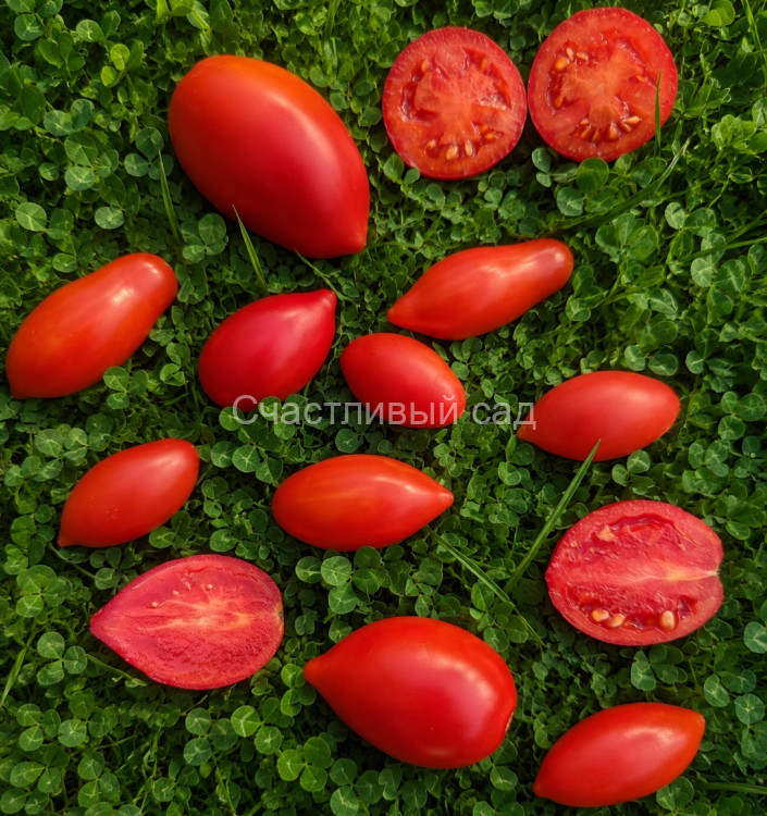 Dachtyla Mynoa (Дахтила Миноа) Dachtyla Mynoa (Дахтила Миноа)