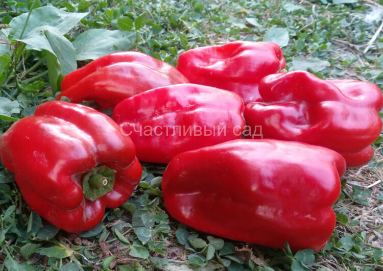 Перец Краснокожий Патио (Redskin Patio)