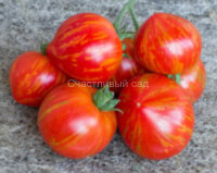 Dwarf Painted Lady (Гном Разрисованная Леди)