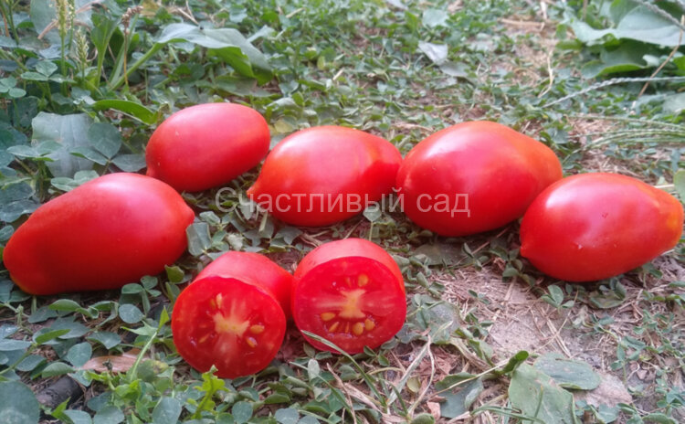 Французский гроздевой