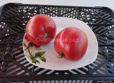 Пинк леди Пинк леди