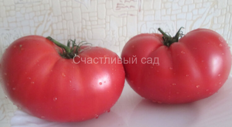 Малиновый болгарский гигант