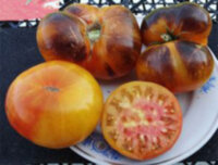 Rainbow Siberian (Сибирская радуга)