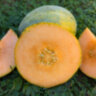 Дыня Амброзия