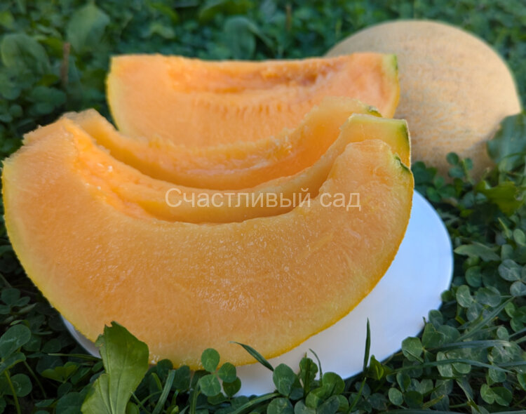 Дыня Амброзия