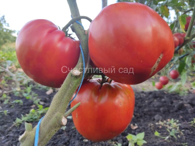 Aunt Swarlo’s polish plum (Польская слива тети Сварло)