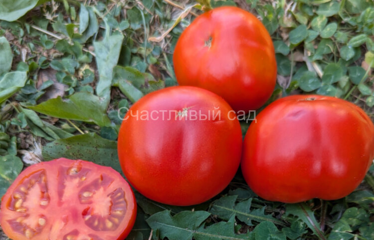 Обильные Сараева Обильные Сараева