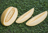 Дыня Торпеда