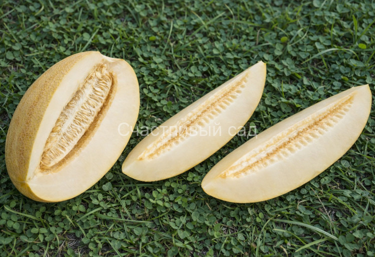 Дыня Торпеда
