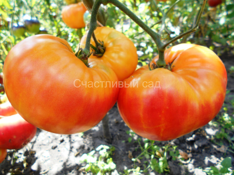 Red Target (Красная Мишень)