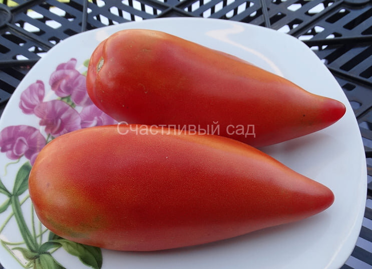 . Andine Cornue (Андский рогатый)