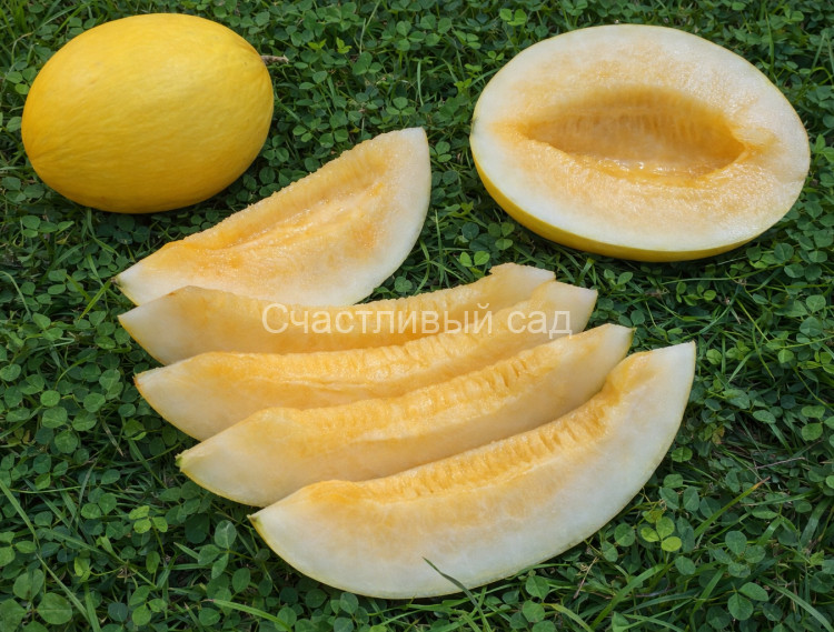 Дыня Медовая