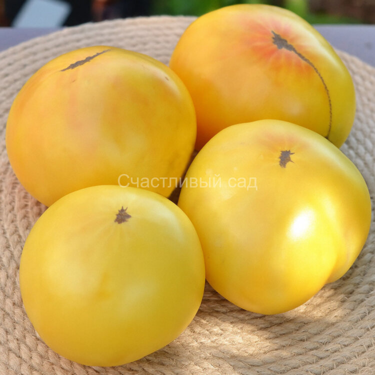 Dwarf Idaho Gem (Гном драгоценный камень Айдахо)