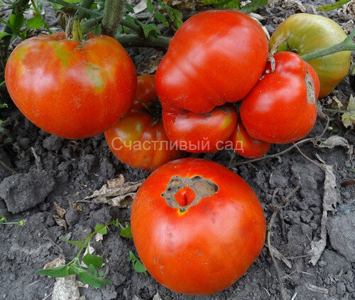 Бразильский великан