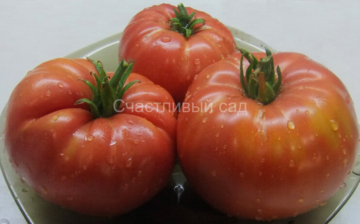 Минусинский розовый гигант