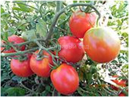 Засолочное чудо Засолочное чудо