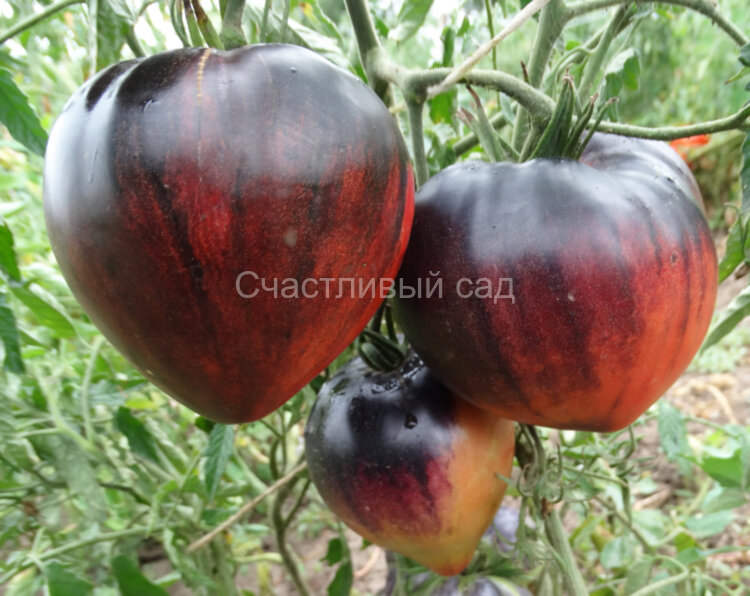 Sgt. Pepper's (Сержант Пеппер)