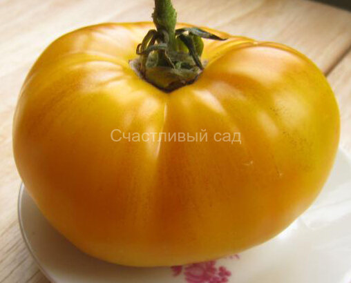 Martha Logan (Марта Логан) Martha Logan (Марта Логан)