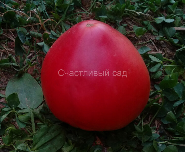 Сердце Иванушки