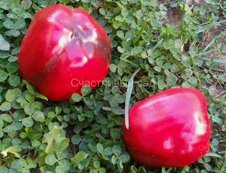 Перец Zulu (Зулу)