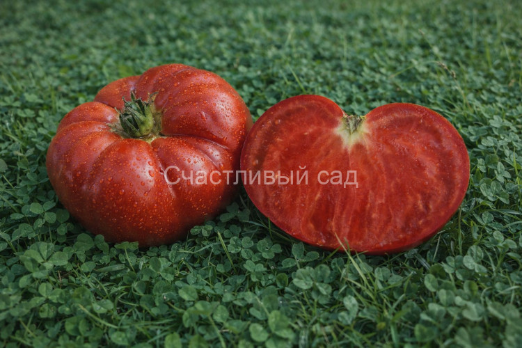 Dwarf Saxon donuts (Гном Саксонские пончики)