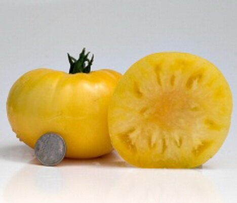 Чисто-жёлтый Кейси.jpg Чисто-жёлтый Кейси (Casey's Pure Yellow)