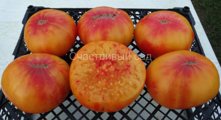 Regina's Yellow (Желтый Регины)