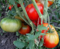 Бугай красный